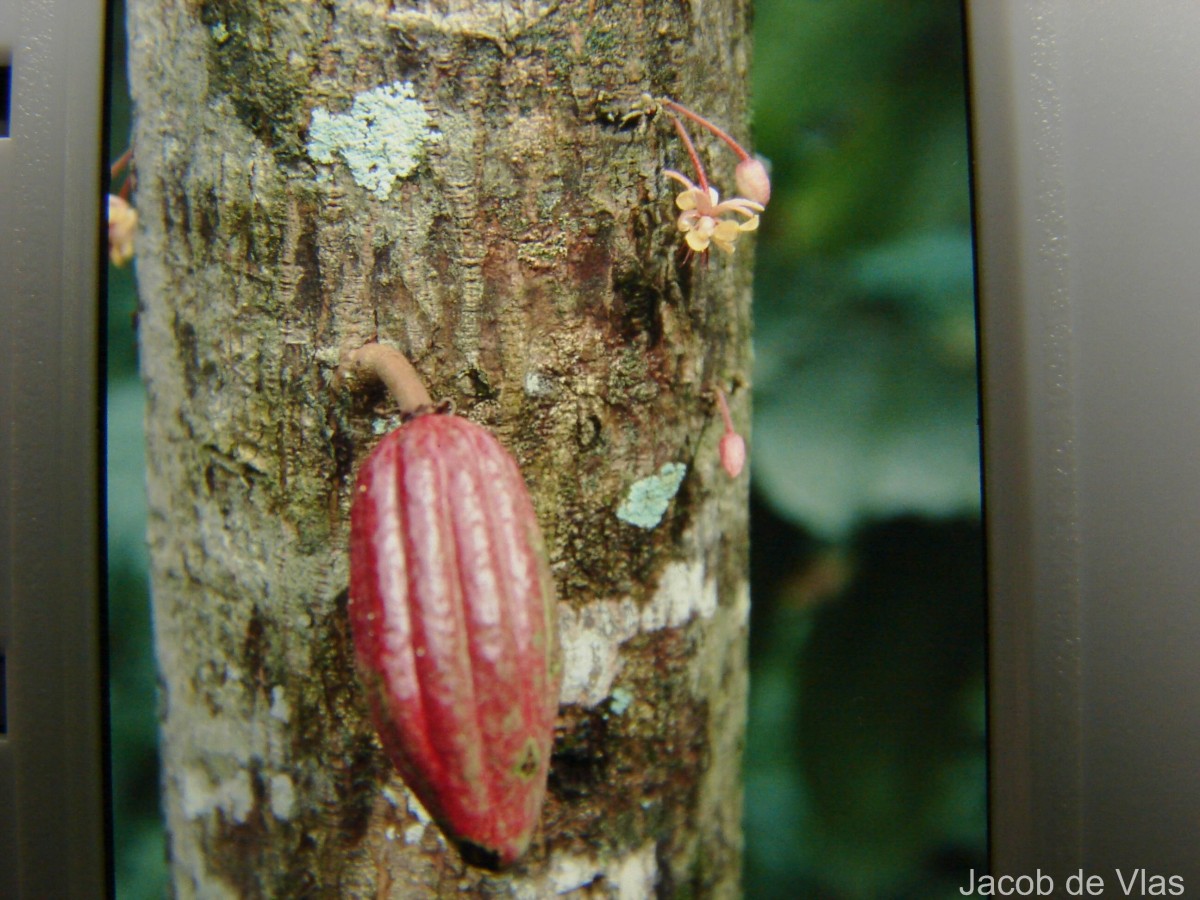 Theobroma cacao L.